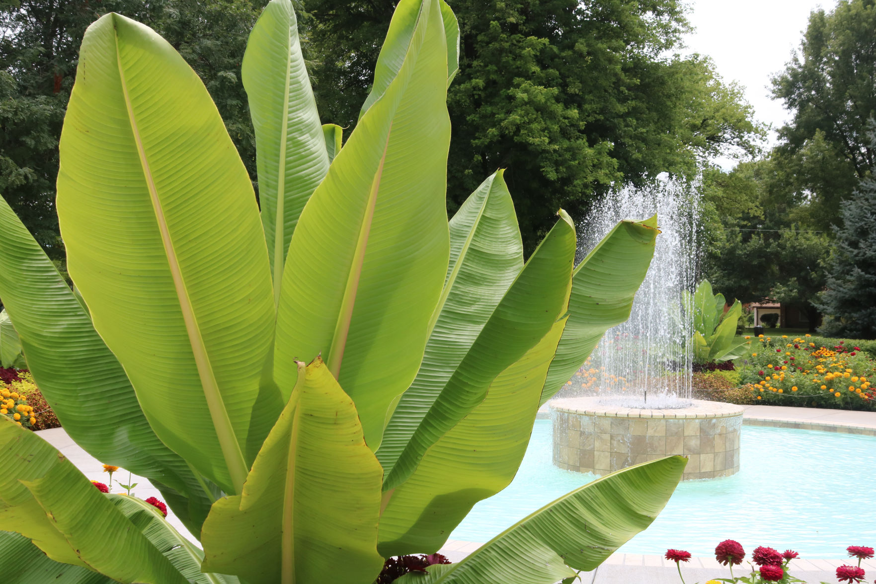 Banana Plant